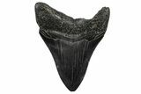 Serrated, Fossil Megalodon Tooth - South Carolina #362461-1